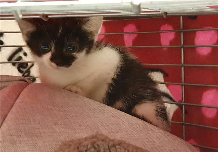 Kater Mulan wurde gefunden. Foto: Jessica Stoll, Tierschutz Siebengebirge