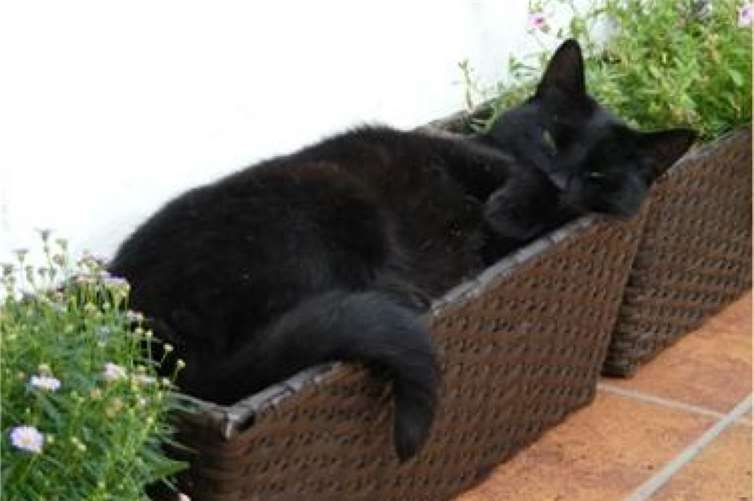 Kater Norbert total entspannt.  privat