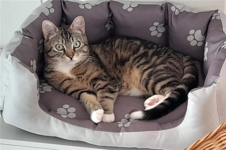 Kater Olli