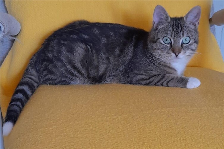Kater Olli