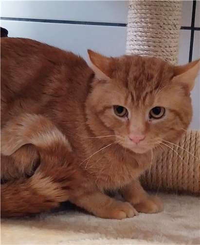 Kater Pamuk traut den Menschen noch nicht wirklich.Foto: Tierheim u. Tierschutzverein Kreis Ahrweiler e.V.