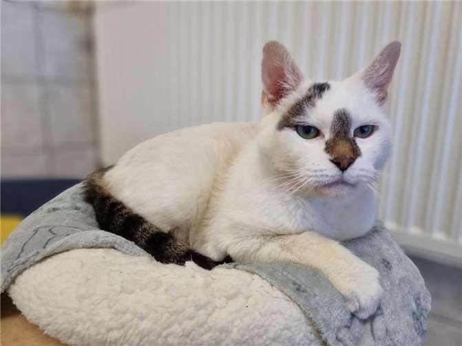 Kater Paule aus dem Mayener Tierheim.  Foto: Sybill Limbach