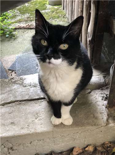 Kater Püppie. Fotos: privat