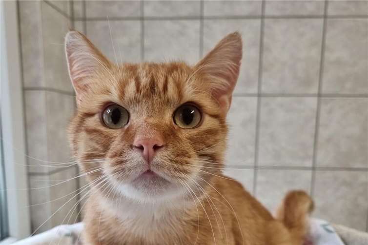 Kater Ruby wurde in Ettringen gefunden.  Foto: Sybill Limbach