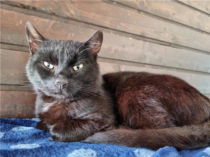 Kater Rüdiger.  Foto: Sybill Limbach