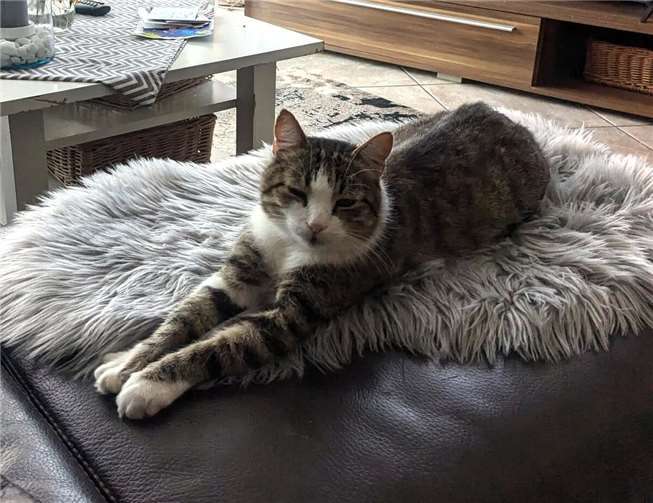 Kater Sammy sucht ein Zuhause als Wohnungskatze.  Foto: privat