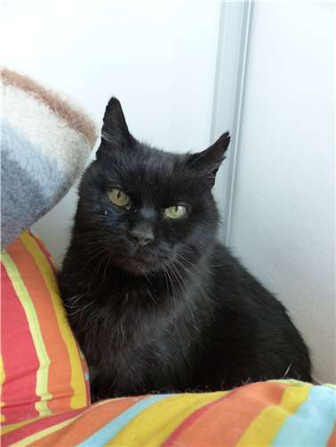 Kater Sebastian braucht in seinem neuen Zuhause Freigang.privat