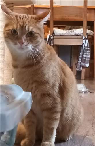 Kater Simba.  Foto: privat