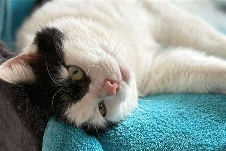 Kater Smoky aus dem Tierheim in Mayen.  Foto: Kristina Wagner