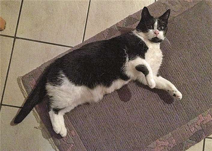 Kater Socke liebt es zu relaxen und schmusen.privat