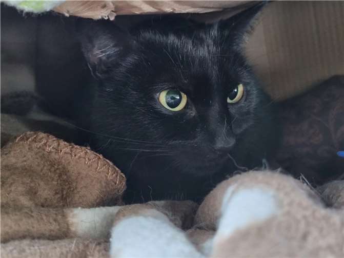 Kater „Summer“ möchte in einem neuen Zuhause glücklich werden. Foto: privat