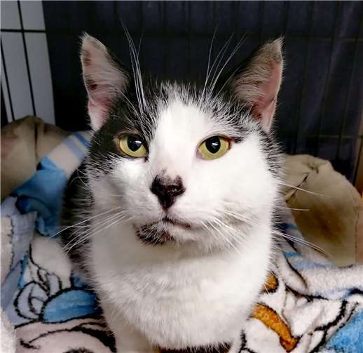 Kater Teddy sucht ein Zuhause? Foto: KatzenschutzfreundeRheinAhr-Eifel e.V.