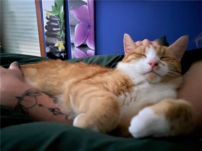 Kater Thor. Foto: Julia Voßhage