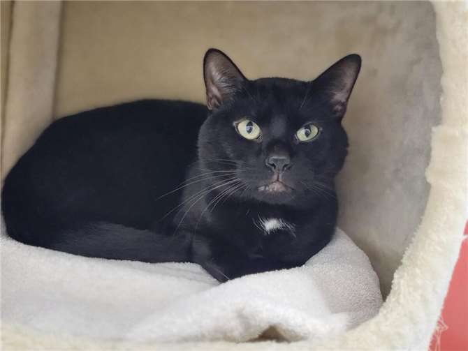 Kater Tino.  Foto: Sybill Limbach