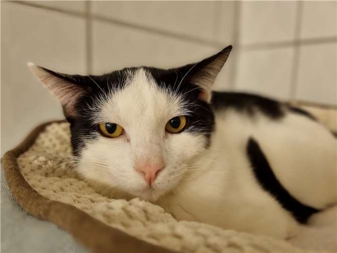 Kater Toby wartet im Tierheim in Mayen auf ein neues Zuhause.  Foto: privat