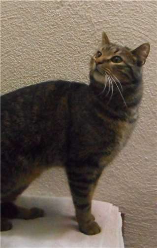 Kater Tommy sucht ein neues Zuhause. privat