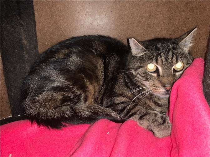 Kater Vayu sucht ein Zuhause. Foto: Tierheim u. Tierschutzverein Kreis Ahrweiler e.V.