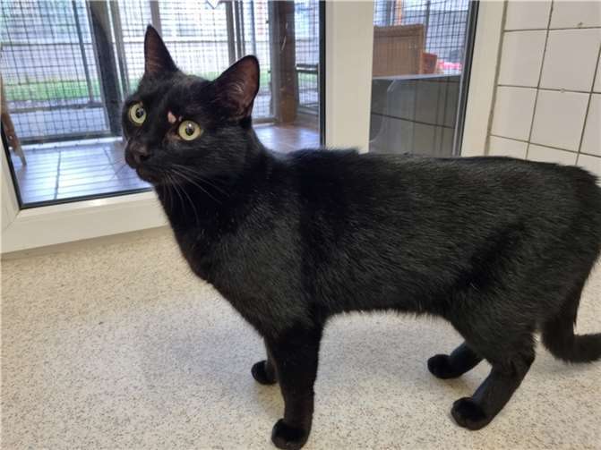 Kater Vinzenz aus dem Tierheim in Mayen.  Foto: Sybill Limbach