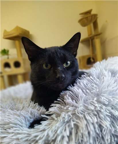 Kater Zorro aus dem Tierheim in Remagen. Foto: Tierheim u. Tierschutzverein Kreis Ahrweiler e.V.