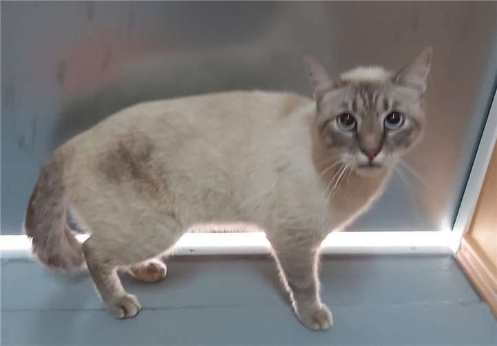 Kater nach dem Scheren, Waschen und kämmen.