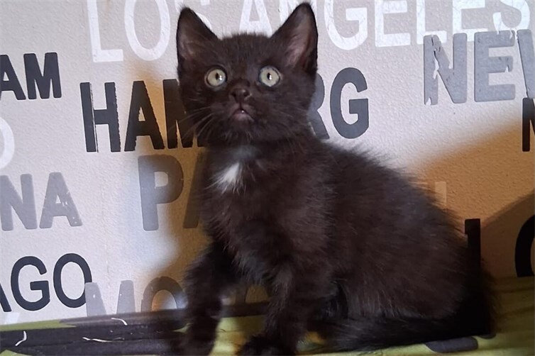 Katerchen Ely