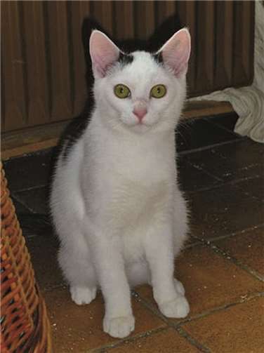 Katerchen Hans-Günther (*Juli 2014) sitzt in Nürburg auf gepackten Koffern. privat