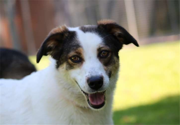 Katja wünscht sich ein Zuhause bei netten Menschen, die ihr außerhalb des Tierheims die richtige Welt zeigen.