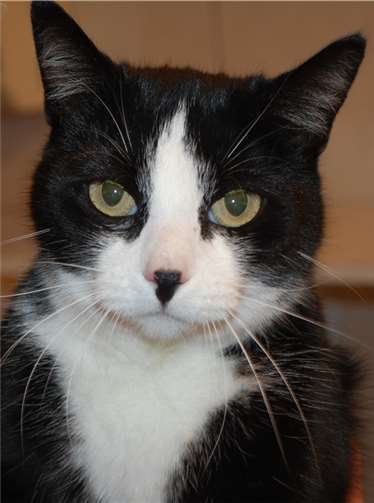 Katze Bärbel wurde in Mayen gefunden.