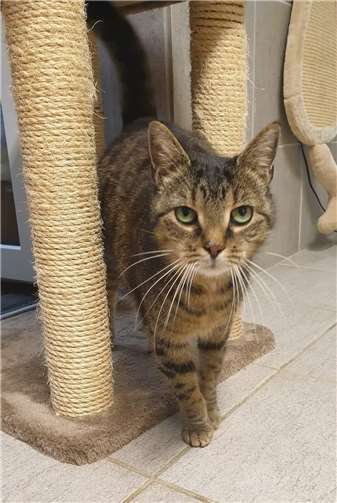 Katze Bella. Fotos: privat