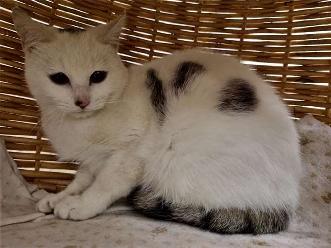 Katze „Coco“ aus dem Tierheim Mayen.  Foto: Sybill Limbach