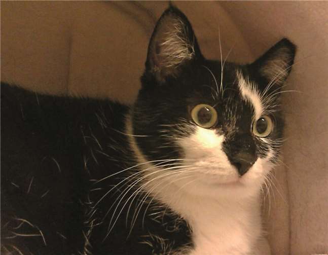 Katze Elli sucht ein neues Zuhause.Tierheim Mayen