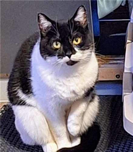 Katze Elvie entwischte kurz nach ihrer Vermittlung in ein neues Zuhause.Foto: privat