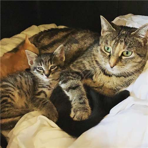 Katze Izzy mit einem ihrer Kitten, diese sind aber schon alle in liebevolle Hände vermittelt. Fotos: privat