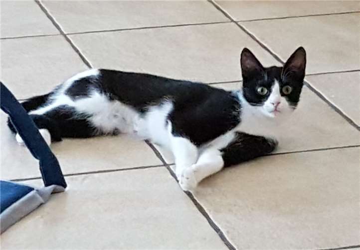 Katze Izzy möchte die ganze Aufmerksamkeit ihres Mensschen. Foto: Katzenschutzfreunde Rhein-Ahr-Eifel e.V.