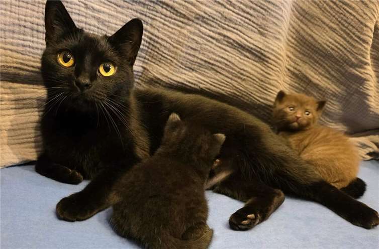 Alarmierende Zahlen: Katzenelend nimmt weiter zu Katze Kara mit ihren Kitten.