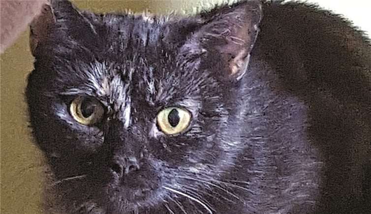 Katze Laura wünscht sich verständnisvolle Menschen und nette Artgenossen.privat