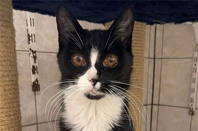 Katze Lilia wartet seit geraumer Zeit auf ein neues Zuhause. Foto: Sybill Limbach