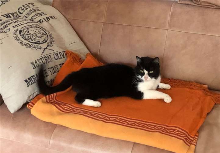 Katze Lilly ist nach 8 Monaten endlich wieder Zuhause.Foto: privat