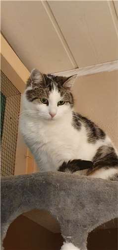 Katze Lilly.Fotos: privat