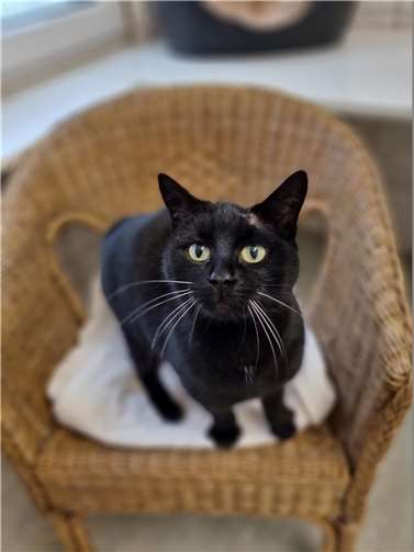 Katze „Luna“ wurde in Mendig gefunden.  Foto: Sybill Limbach