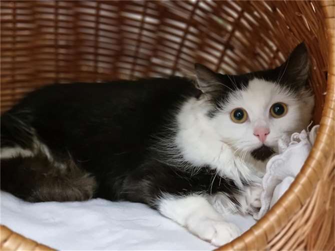 Katze „Maja“ aus dem Tierheim Mayen sucht ein neues Zuhause.  Foto: privat