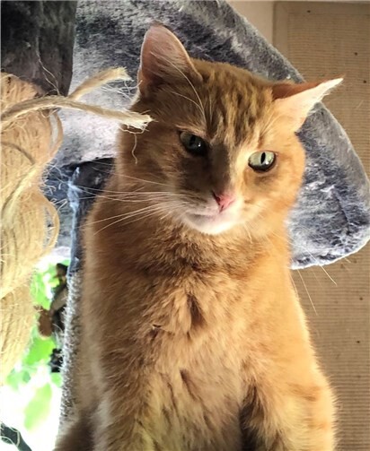 Katze Mausi.Foto: privat