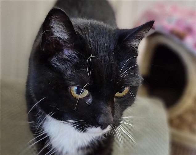 Katze Mia aus dem Tierheim in Mayen.  Foto: Sybill Limbach