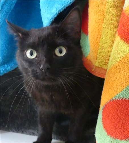 Katze Mia ist auch für Katzenanfänger ideal geeignet. Foto: privat