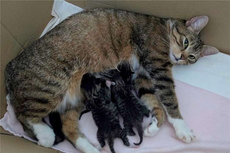 Alarmierende Zahlen: Katzenelend nimmt weiter zu Katze Mietzi mit ihren Kitten. Fotos: privat
