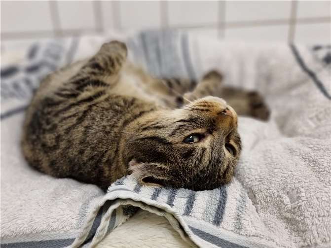 Katze Milly aus dem Tierheim in Mayen.  Foto: Sybill Limbach