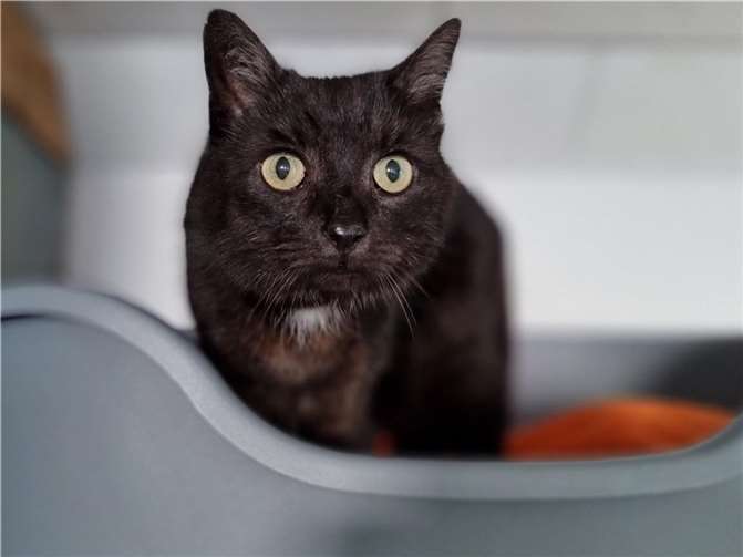 Katze Mimi aus dem Tierheim in Mayen.  Foto: Sybill Limbach