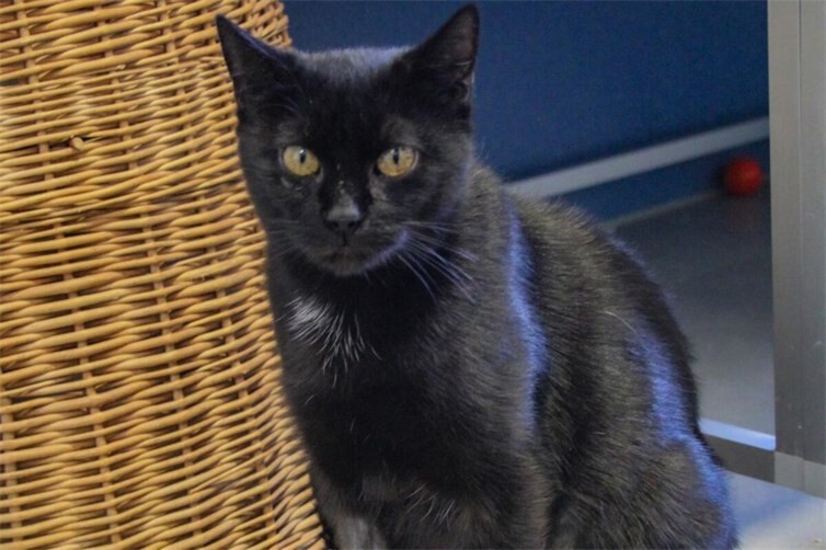 Katze Mogli