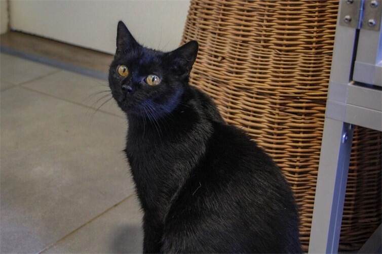 Katze Mogli