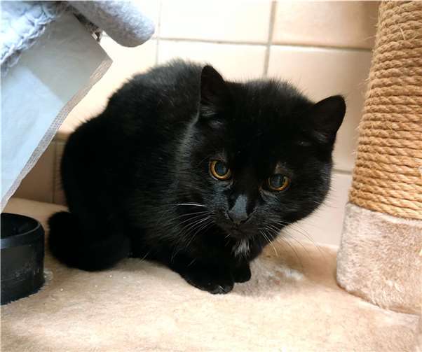 Katze Murmel.  Foto: Tierheim u. Tierschutzverein Kreis Ahrweiler e.V. 